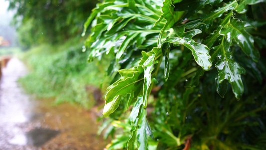 雨滴打在树叶上视频