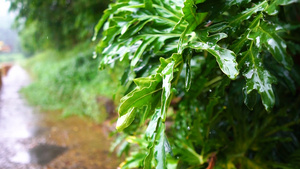雨滴打在树叶上20秒视频