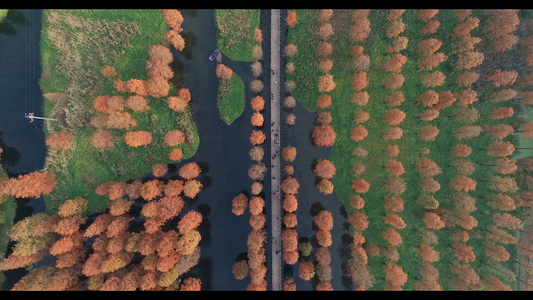 4K上海青浦区青西郊野公园水上森林垂直航拍视频