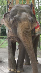 西双版纳傣族园内大象长鼻象视频