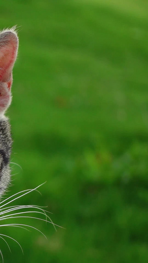 户外草坪上可爱的猫咪宠物猫素材20秒视频