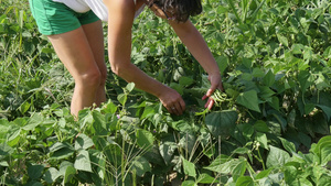 女人在花园里采绿豆24秒视频