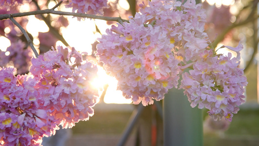 4K夕阳下的紫花风铃木视频