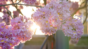 4K夕阳下的紫花风铃木9秒视频