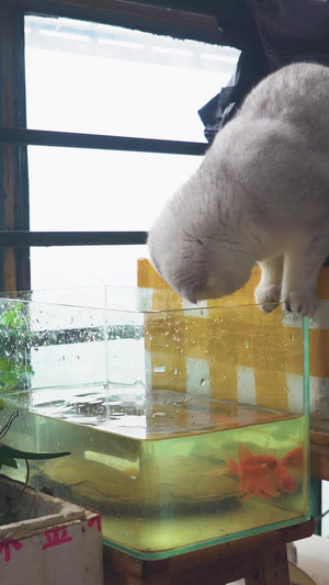  动物世界 猫抓水缸里的鱼猫鱼大战45秒视频