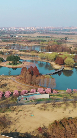 辰山植物园樱花大道现代化45秒视频