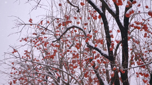北京北海公园的柿子树7秒视频