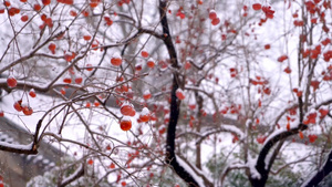 北京北海公园的柿子树8秒视频