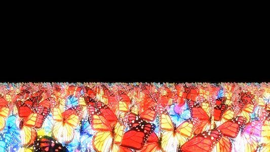透明通道蝴蝶视频素材视频