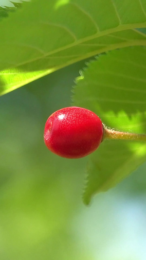 夏季自然风光枝头上的樱桃视频合集50秒视频