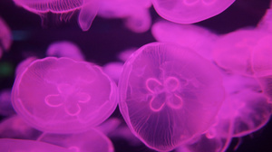 4K实拍海底的水母秘境56秒视频