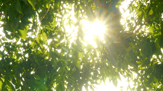 阳光从树叶中穿过视频
