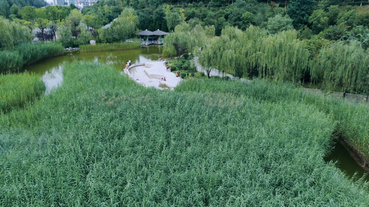 湖边芦苇视频