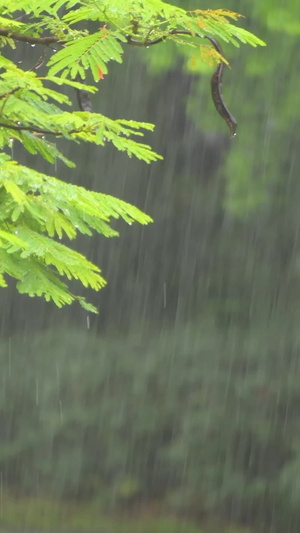 雨天的植物叶子特写下雨天23秒视频