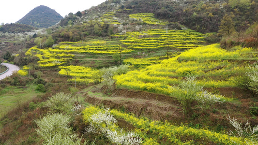 春天漫山鲜花航拍视频视频