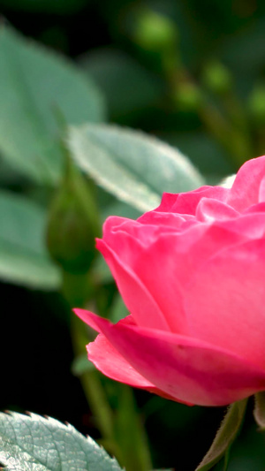 盛开的玫瑰花情人节37秒视频