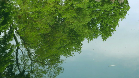 在水中坐树上一群水禽鸟在湖中的树上视频