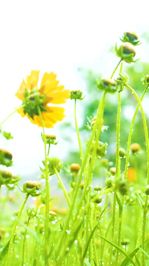 盛夏雨中清纯黄花植物生长274秒视频