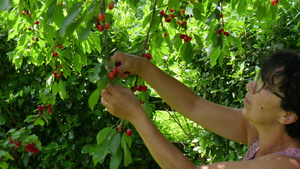 妇女从夏季花园的树上摘红樱桃21秒视频