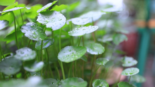 雨后小草空镜头视频