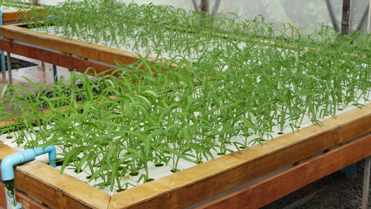 长方形木箱配备灌溉系统幼苗绿色植物生长富含维生素的视频