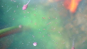 幼虫和在水泡里找到食物吃39秒视频