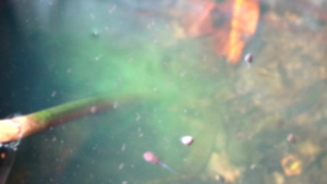 模糊的幼虫和在水泡中找到食物吃35秒视频