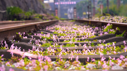 春天铁轨里盛开的小花花唯美意境视频