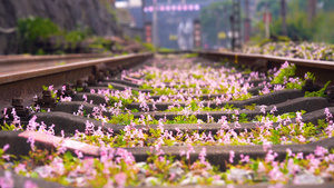 春天铁轨里盛开的小花花唯美意境31秒视频