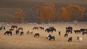 内蒙古乌兰布统景区坝上草原的马群16秒视频