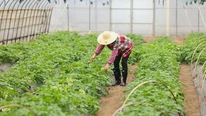 农民在蔬菜大棚清理杂草30秒视频