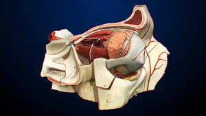 3D人体医疗眼球解剖15秒视频