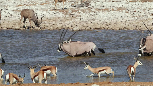 一个水坑etosha国家公园的非洲野生动物视频