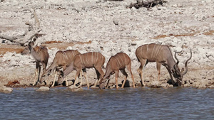 羚羊饮用水埃托沙国家公园15秒视频
