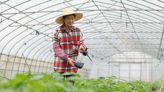 蔬菜大棚里浇水的农民[棚中]视频