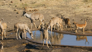 kuduantellopes饮用水Kruger国家15秒视频