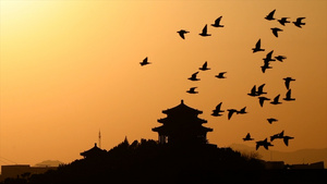 北京景山万春亭鸽子飞翔慢镜头2K125秒视频