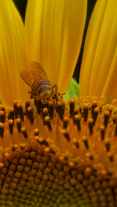 向日葵蜜蜂采蜜生机勃勃视频