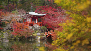 秋天京都雅潘有多彩的木瓜树的寺庙13秒视频