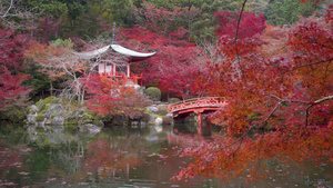秋天京都雅潘有多彩的木瓜树的寺庙8秒视频