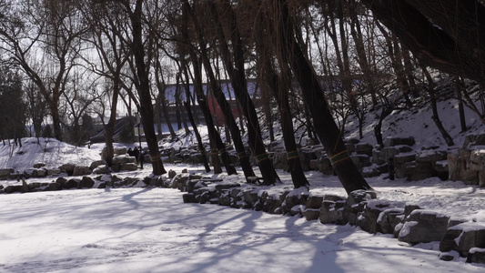 松树雪松冬季松树林山间雪景雾凇视频