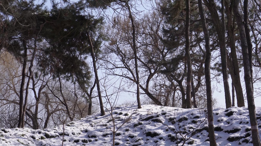 松树雪松冬季松树林山间雪景雾凇视频