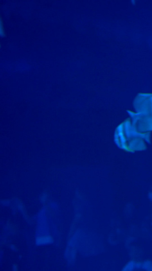 海洋生物鲨鱼和热带比目鱼海洋馆25秒视频