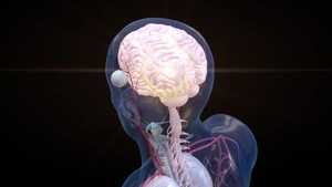 三维脑部疾病医疗示意图3D人体医疗动态素材15秒视频