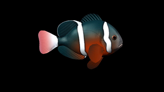 三维鱼动画