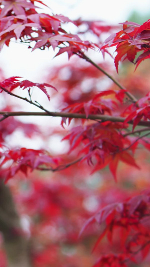 实拍秋天红叶随微风摆动视频素材12秒视频