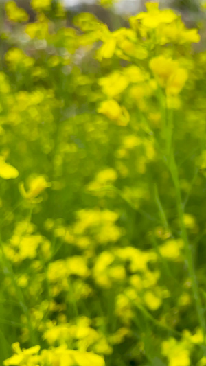 风和日丽的春天油菜花在空中摇曳实拍灿烂的油菜花22秒视频