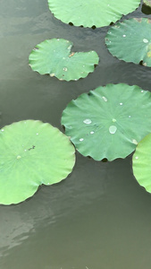 湖水中的荷花荷叶视频