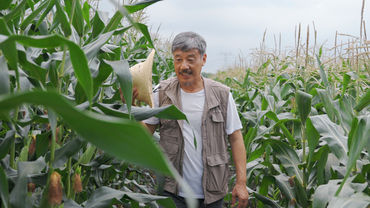 玉米地里农民伯伯用草帽扇风去暑视频