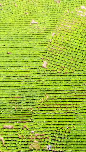 航拍杭州西湖龙井茶种植基地25秒视频